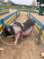 -上美四季动物农场