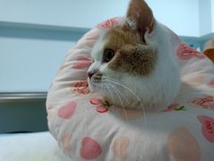 -菲尔斯特宠物医院