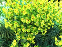 -墨尔本皇家植物园