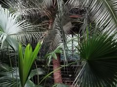 -呀路古热带植物园