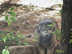 -青藏高原野生动物园