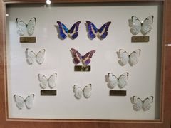 -上海昆虫博物馆