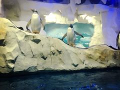 -华夏文旅海洋公园