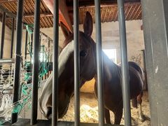 -北京群众马术培训基地