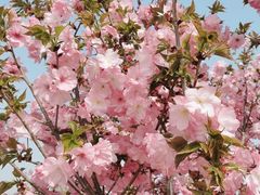 -古柏渡飞黄旅游区