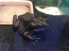-上海大自然野生昆虫馆(东方明珠·爬宠昆虫探索中心)