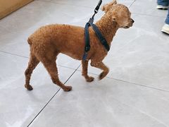 -瑞鹏宠物医院·超声·骨科·奇麟分院(蜀都万达店)