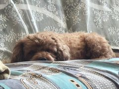 -纳吉亚猫专科动物诊疗中心(蒋宅口分院)