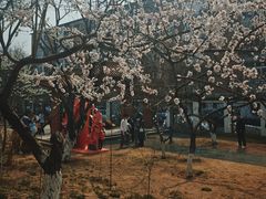 -桃花堤公园