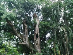 android_upload_pic-瑞丽独树成林风景区