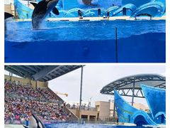 -上海海昌海洋公园