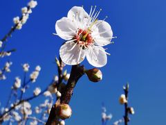 -广州市流溪河国家森林公园