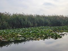 -白洋淀风景区