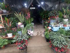 -桂林市花鸟市场