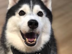 -Husky Go! 哈士奇体验馆·宠物咖啡厅狗咖