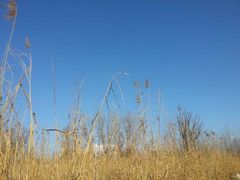 iphone_upload_pic-西昌邛海湿地