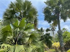 -中国科学院西双版纳热带植物园