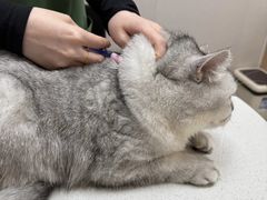 -瑞鹏宠物医院·骨科·猫科·内科(第一中心)