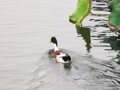 -柳莺湖上·湖景餐厅·江南菜(西湖店)