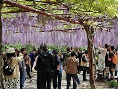 -嘉定紫藤园