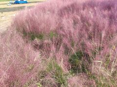 -映月湖中央公园