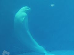 -海合安成都极地海洋公园