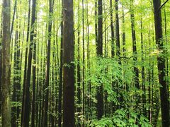 -山王坪喀斯特国家生态公园