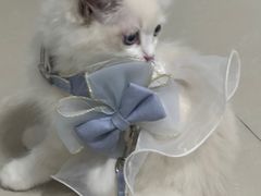 -创凡宠物医院·骨专科  猫科中心(西乡分院)