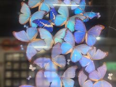 -上海大自然野生昆虫馆(东方明珠·爬宠昆虫探索中心)