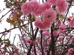 -天适樱花悠乐园
