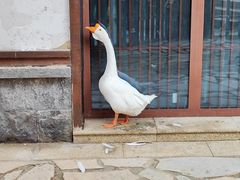 -诗经里