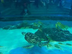 -苏州海洋馆