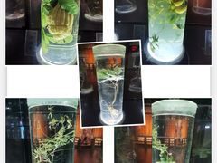 -广东中医药博物馆