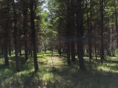 -塞罕坝国家级自然保护区