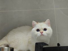 -瑞派·关忠动物医院·猫专科·犬专科(三环新城店)