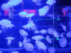 -太平洋海底世界