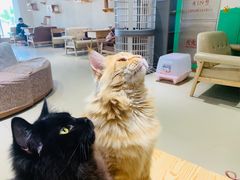 -藏猫猫咖啡主题馆(中央大道店)