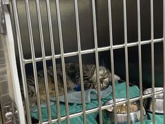 -瑞派动物医院·猫专科·至诚(江南中分院)