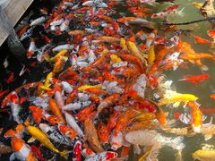 -南宫五洲植物乐园