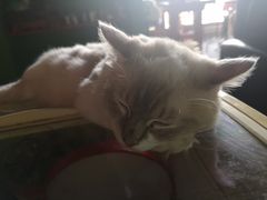 -喵店&猫咖