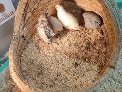 -怪兽屋·羊驼·猫咖·狗咖(俊华广场店)