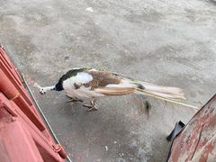 -西双版纳原始森林公园