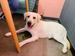 -百好乐宠物友好餐厅(朝外大街店)