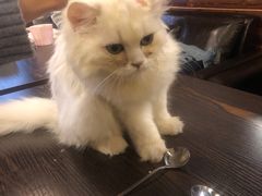 -蓝鲸·缅因猫舍
