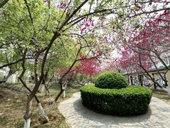 -桃花堤公园