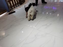 -Moni星球萌宠·小马宝莉·灵蛇·高端高阶全萌宠互动体验俱乐部(红豆国际广场店)