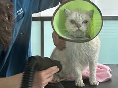-嘉馨宠物医院·CT影像转诊·心脏科·犬猫全科诊疗中心(下沙大学城院区)