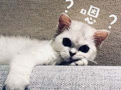 -猫大福·Fortune Cat猫舍(百子湾店)