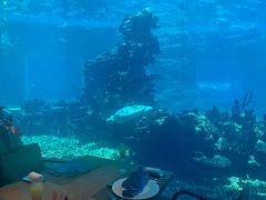-海棠湾洲际-涛·海底餐厅·美人鱼·自助餐·海底隧道