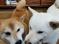 -Goku PET SHOP宠物视觉生活馆(双井店)